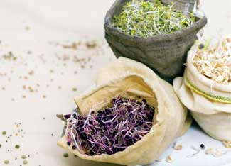 Kitchen Counter Gardening: Try Sprouting Seeds Image